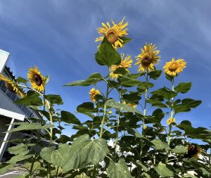 花壇のひまわりが咲きました🌻