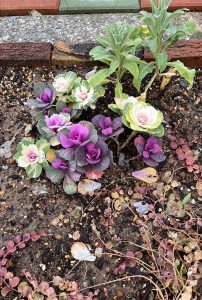 新しいお花を植えました🌼