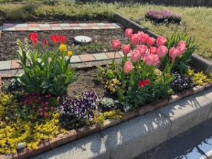 チューリップが咲きました🌷