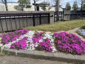 🌸芝桜🌸